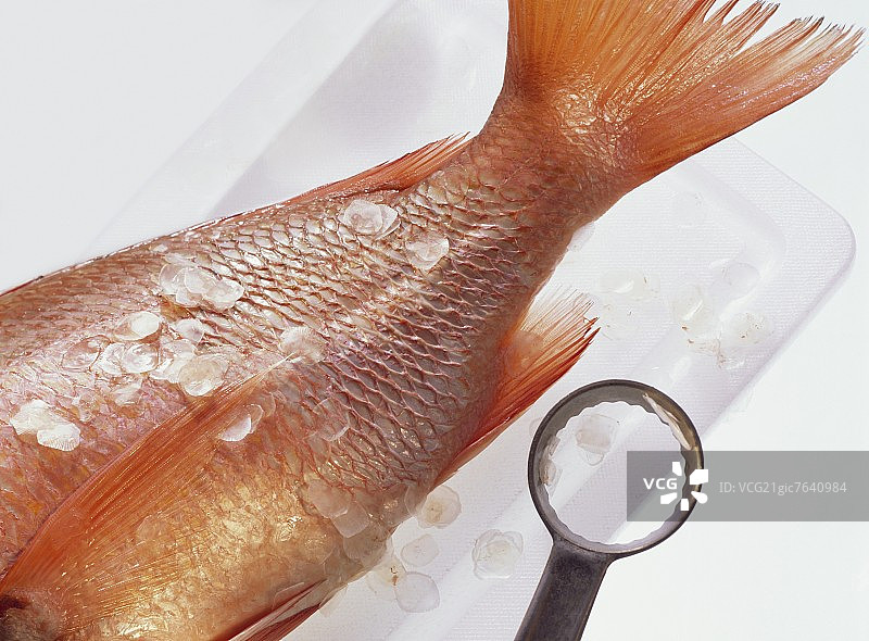 带冰块的砧板上的红鲷鱼图片素材