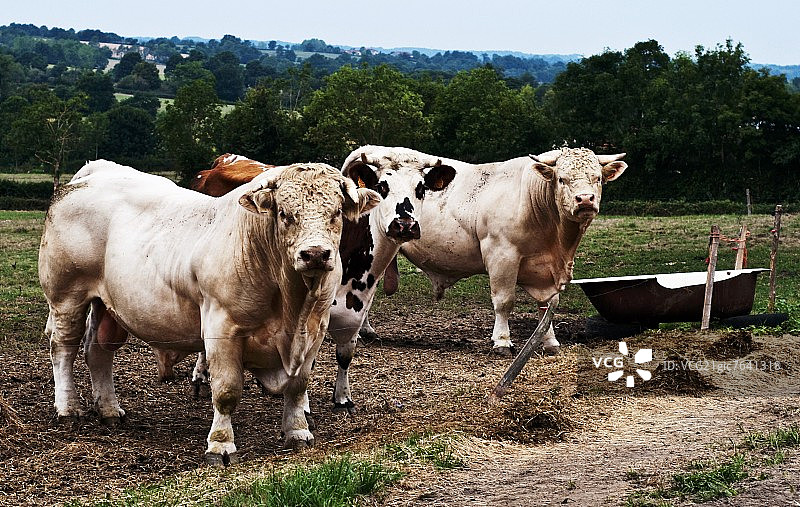 田野里的夏洛莱公牛图片素材