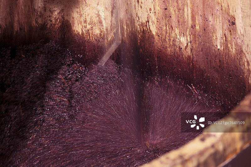 加利福尼亚州索诺玛德洛奇葡萄园发酵中的黑皮诺葡萄图片素材