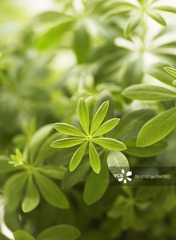 户外拍摄的车叶草图片素材