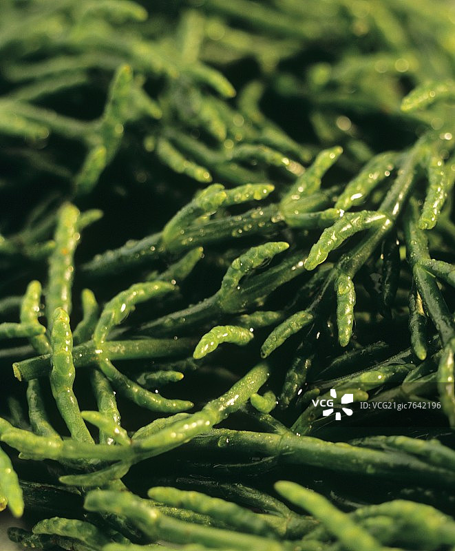 海蓬子图片素材