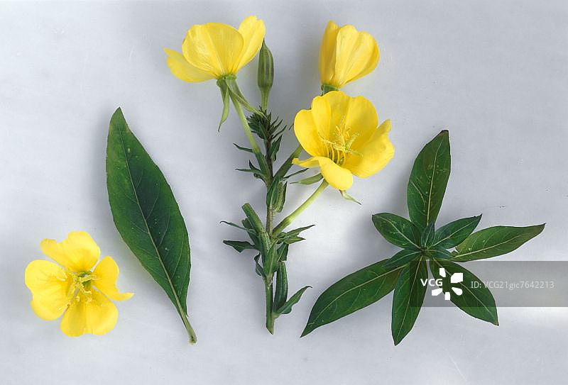 几片叶子和花的月见草图片素材