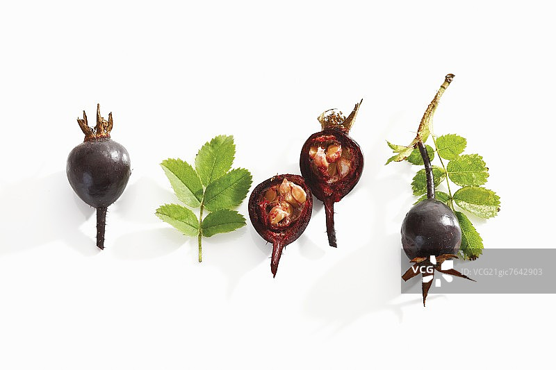 地榆蔷薇果（黑色蔷薇果）图片素材