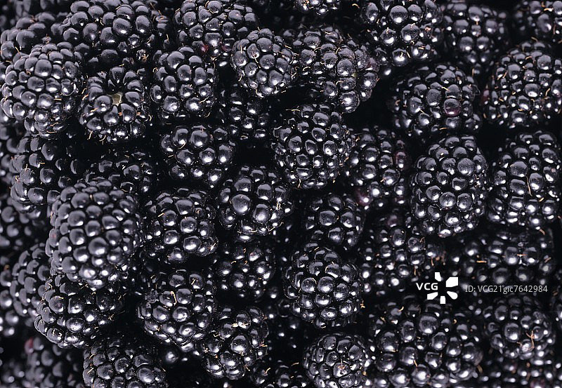 黑莓图片素材