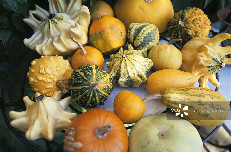 各种迷你南瓜图片素材