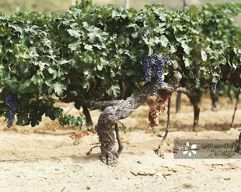 老旧的赤霞珠葡萄藤图片素材