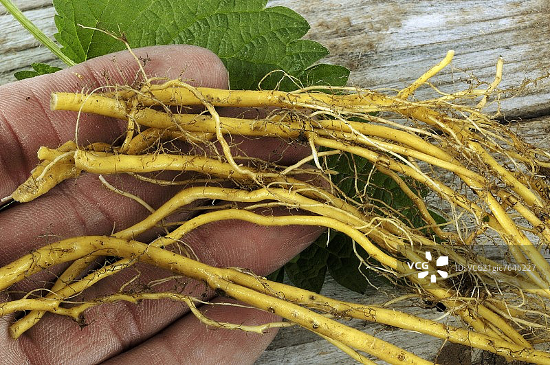 荨麻根图片素材