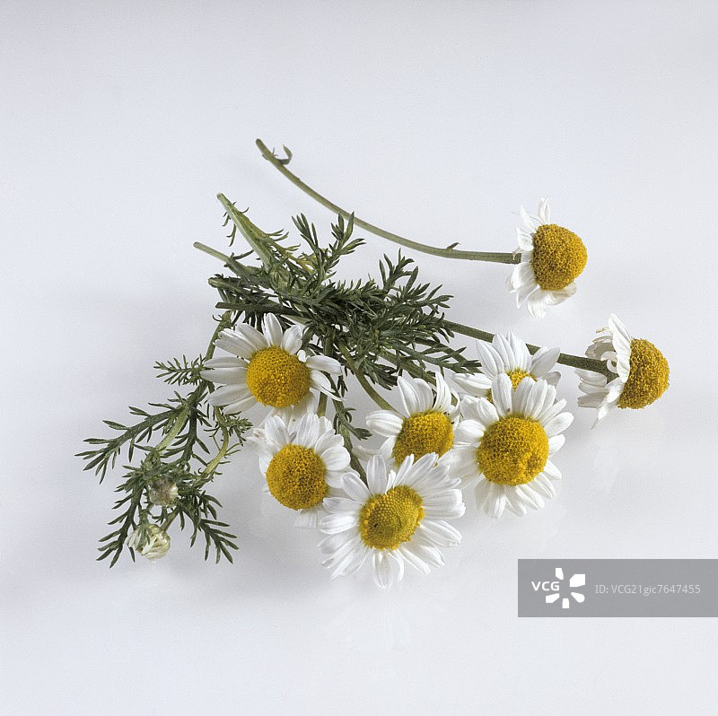 白色背景上的甘菊花图片素材