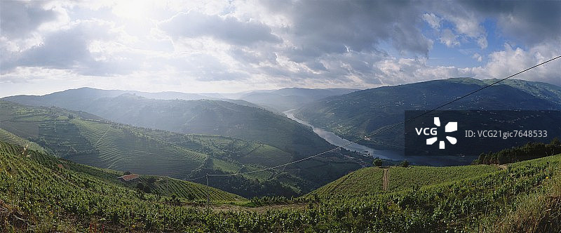 葡萄牙杜罗区梅桑弗里乌附近的葡萄园图片素材