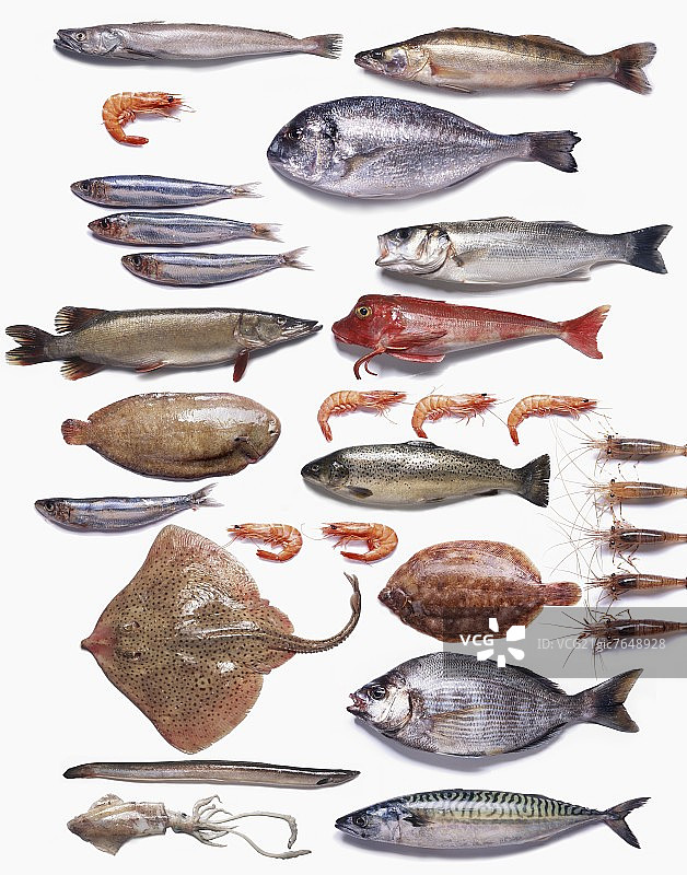 各种鱼类和海鲜图片素材