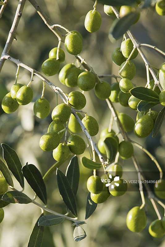 树枝上的青橄榄图片素材
