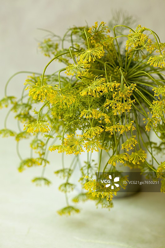 花盆里开花的莳萝图片素材