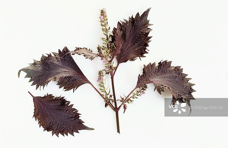 红紫苏图片素材