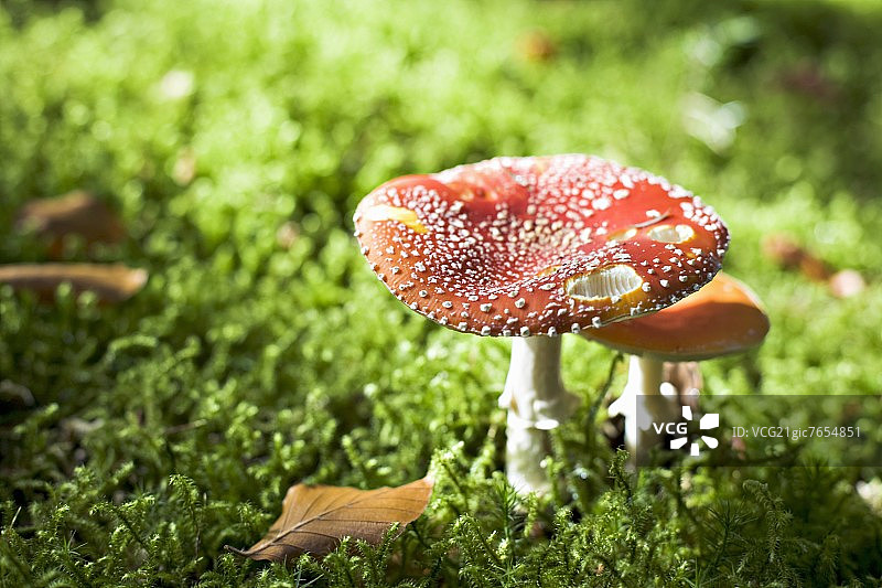 森林里的毒蝇鹅膏菌图片素材