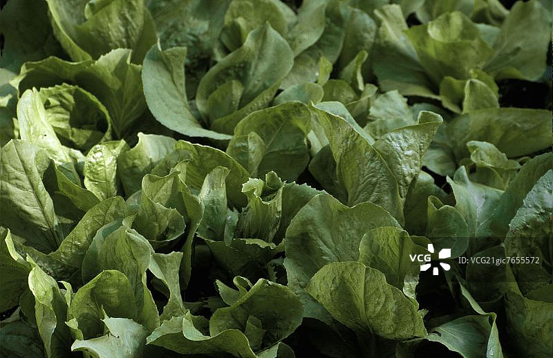 露天种植的莴苣（罗马生菜）图片素材