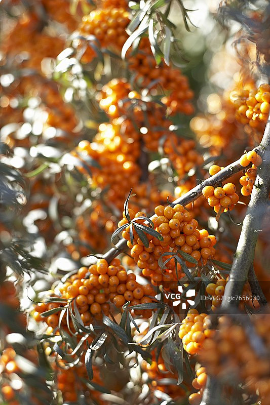 沙棘树丛（细节图）图片素材