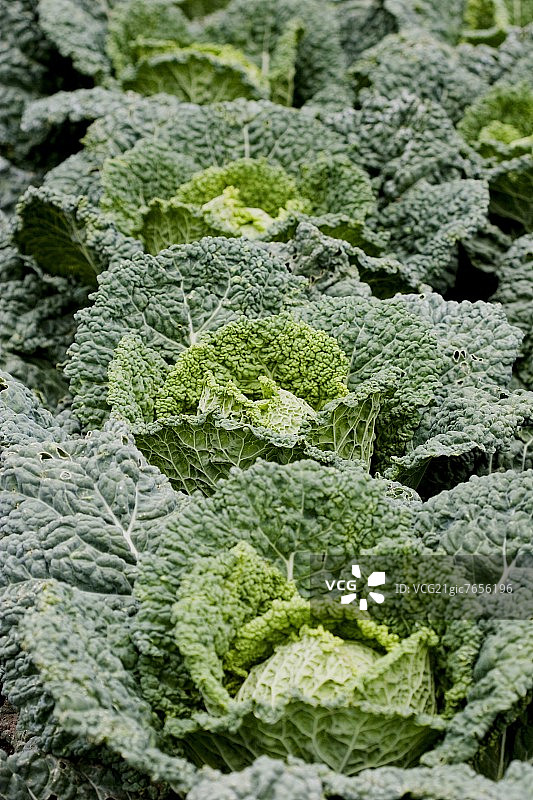 田野里的皱叶甘蓝图片素材