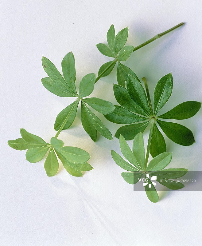 新鲜的香车叶草图片素材