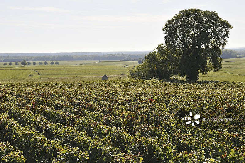 佩尔南-韦热莱斯葡萄园图片素材