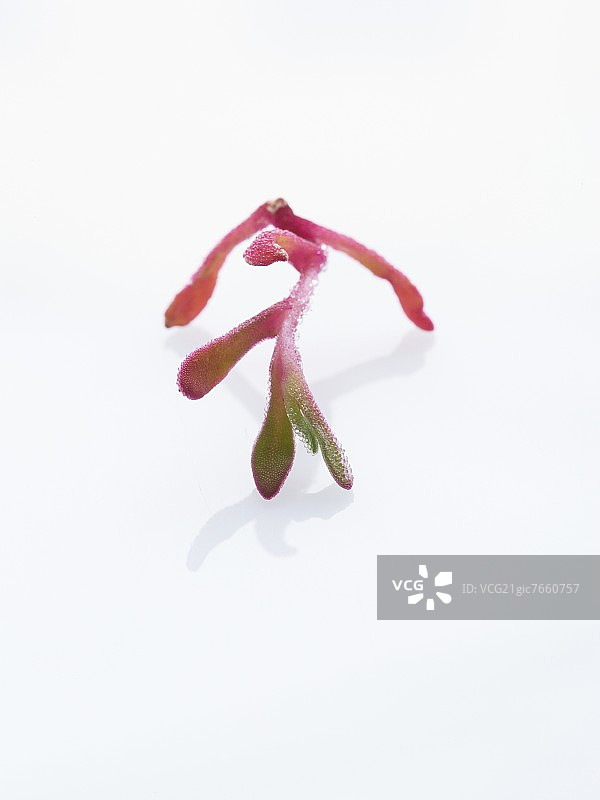 日式玻璃生菜图片素材