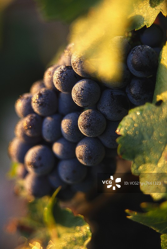 绿叶衬托下的赤霞珠葡萄图片素材