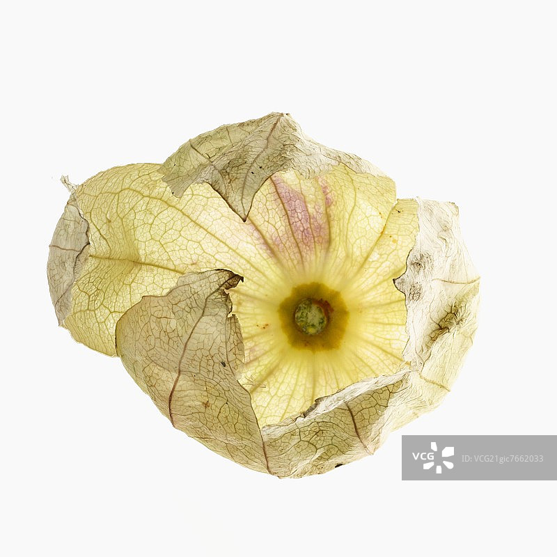 墨西哥Physalis果皮；白色背景图片素材