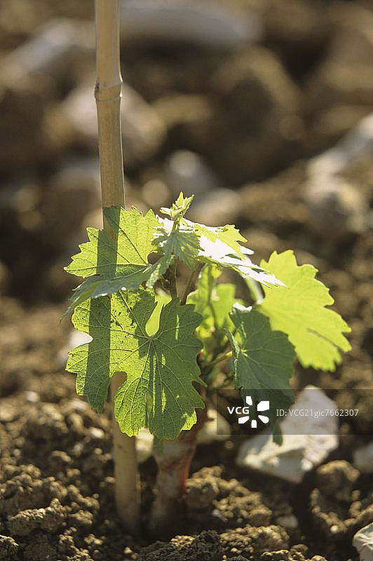 阳光下的葡萄嫩苗图片素材
