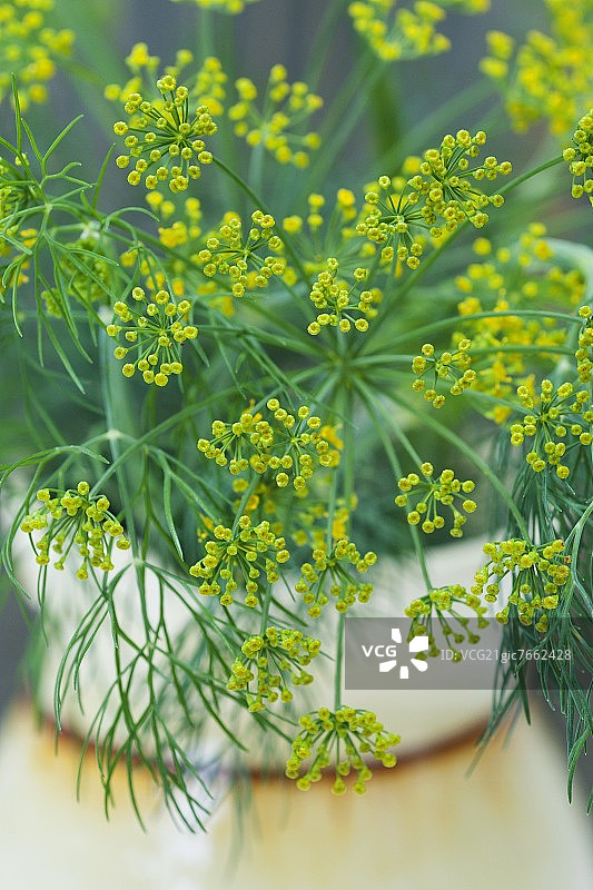 开花的莳萝图片素材