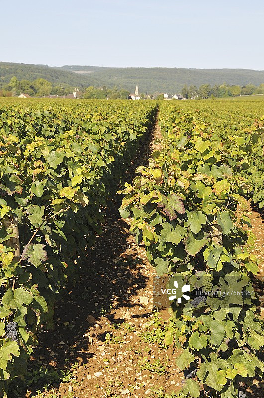 阳光下的葡萄藤：佩尔南-韦热莱斯图片素材