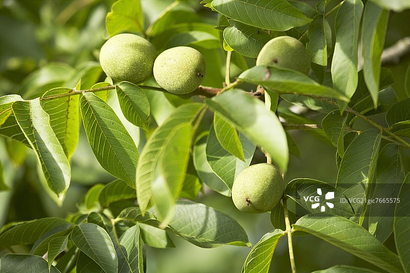 树上的核桃图片素材