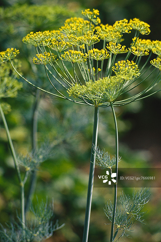 莳萝花图片素材