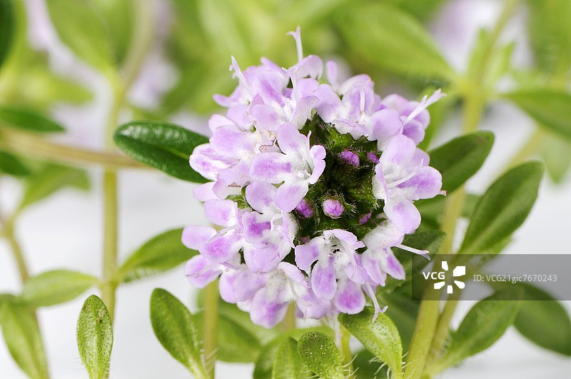 冬季香薄荷图片素材