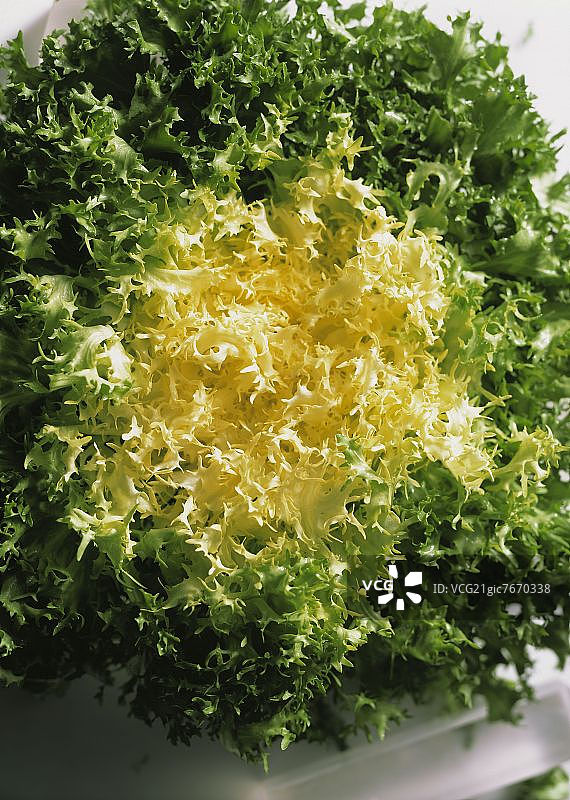 粗卷菊苣图片素材