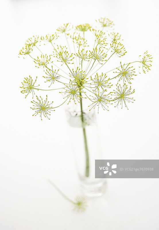 玻璃杯中的莳萝花图片素材