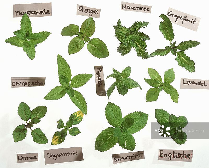各种类型的薄荷图片素材