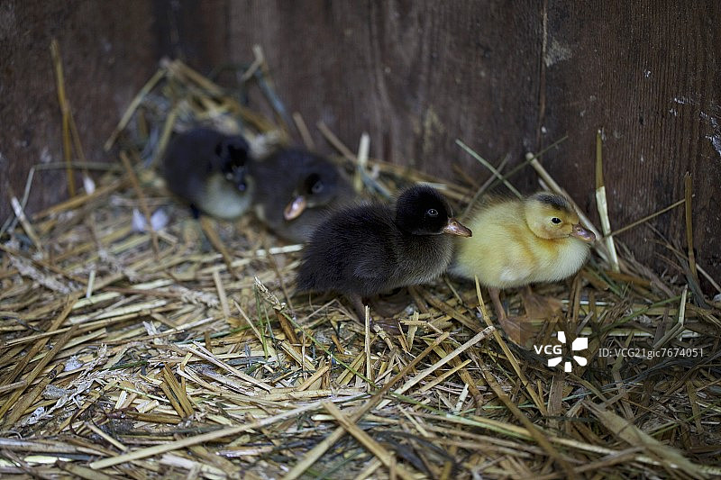 跑步者观察鸟巢中的小鸡图片素材