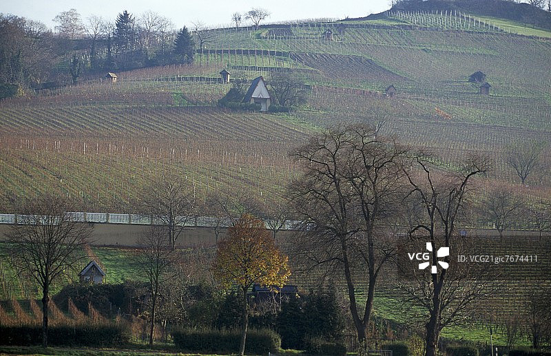 德国黑森山路产区艾珀海姆葡萄园图片素材