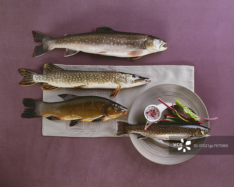 北极红点鲑、梭子鱼、哲罗鲑和嘉鱼图片素材