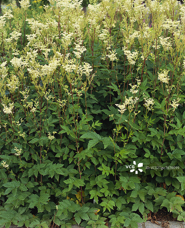 绣线菊图片素材