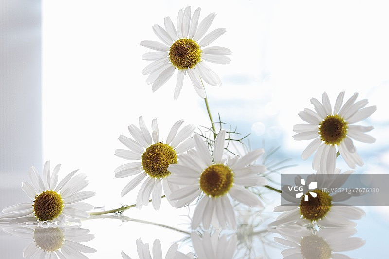 新鲜的洋甘菊图片素材