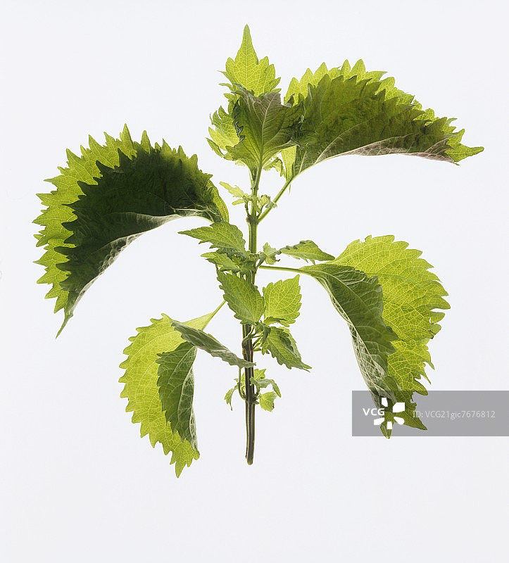 白色背景上的紫苏图片素材