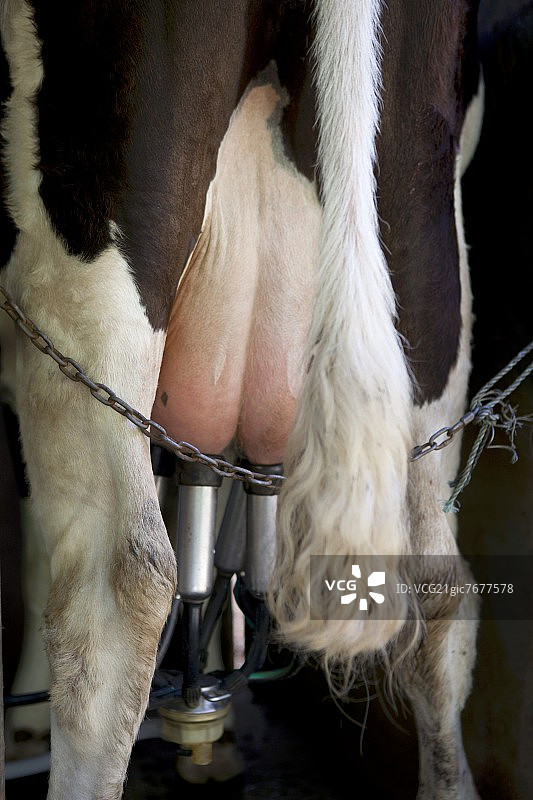 连接挤奶机的奶牛（亚速尔群岛圣若热岛）图片素材