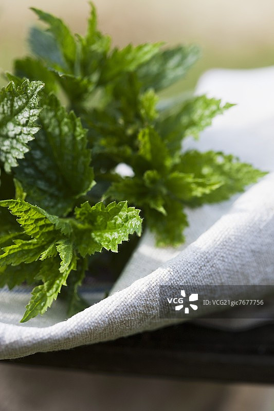 亚麻布上的新鲜荨麻尖图片素材