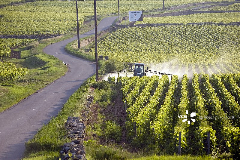 从桑特奈到沙萨涅-蒙特拉谢的清晨小路，勃艮第，法国图片素材
