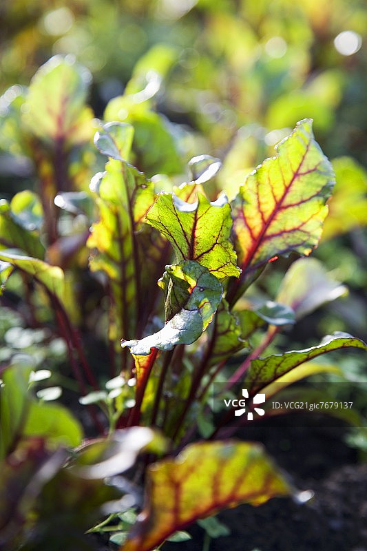 田地里的甜菜根图片素材