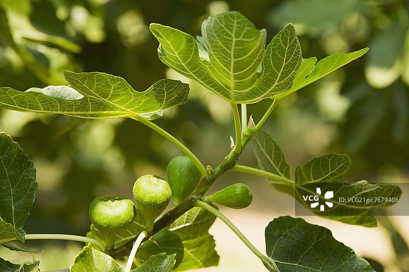 树上的无花果图片素材