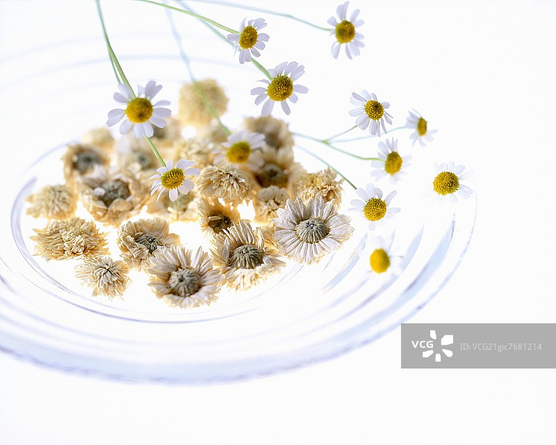 新鲜和干燥的洋甘菊图片素材
