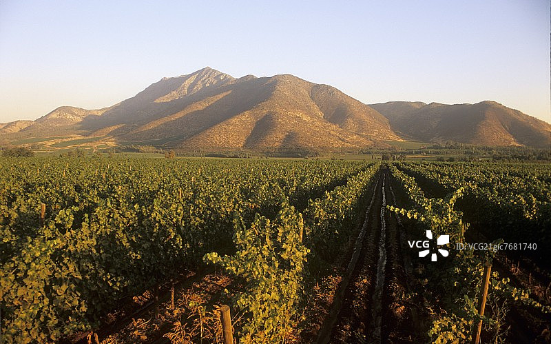 圣丽塔酒庄，麦坡谷，智利葡萄酒种植图片素材