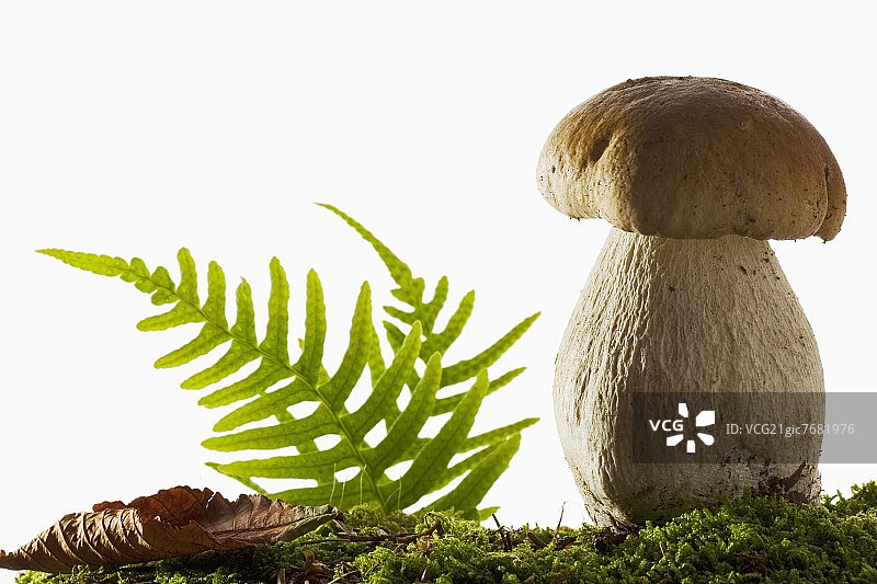苔藓上的美味牛肝菌图片素材