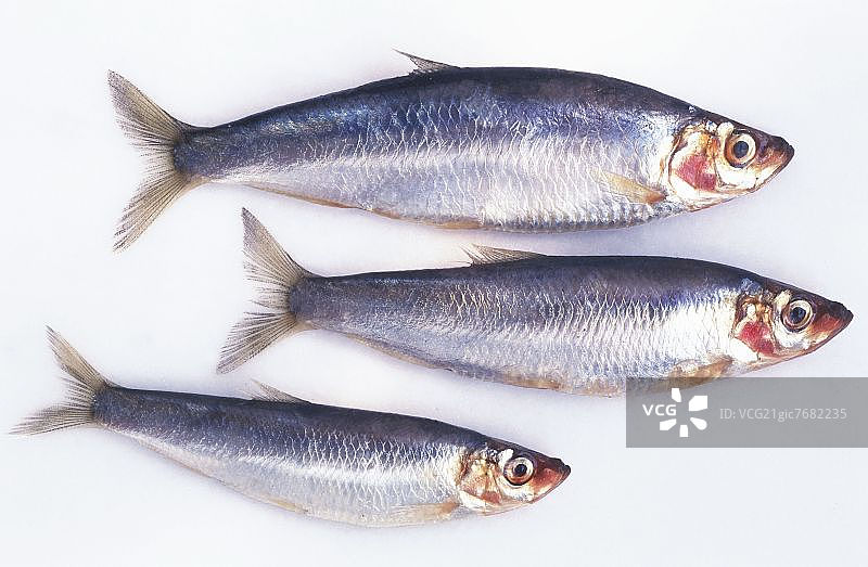 三条鲱鱼图片素材